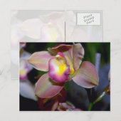 ムラサキの花 ポストカード (正面/裏面)