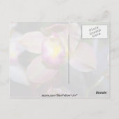 ムラサキの花 ポストカード (裏面)