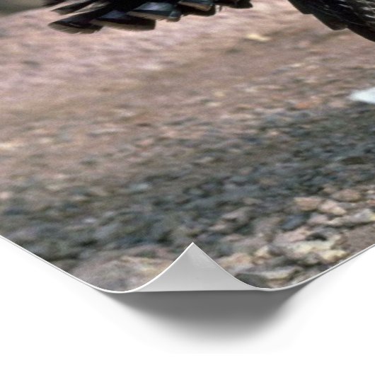 ムラサキイロコ、ゴブラーのストラッティング ポスター (角)