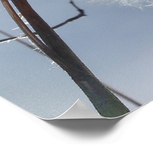 ムラサキクサの種子と莢 ポスター (角)