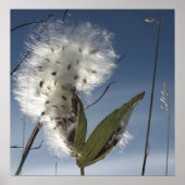 ムラサキクサの種子と莢 ポスター (正面)