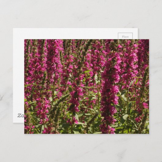 ムラサキゴマソウのポストカード ポストカード (正面/裏面)