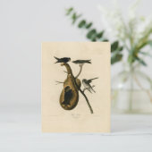 ムラサキサツキドリのイラスト ポストカード (スタンド正面)