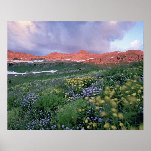 ムラサキノコリバナ(erigeron+peregrinus)と黄色 ポスター (正面)