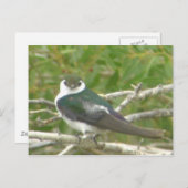 ムラサキハシドリのポストカード ポストカード (正面/裏面)