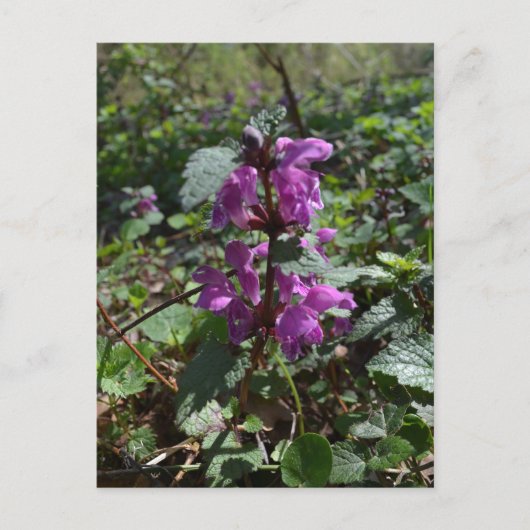 ムラサキハリガネソウ(Lamium purpureum)が咲く ポストカード (正面)