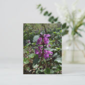 ムラサキハリガネソウ (Lamium purpureum) の開花 ポストカード (スタンド正面)