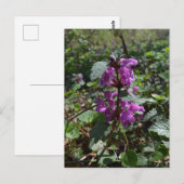 ムラサキハリガネソウ (Lamium purpureum) の開花 ポストカード (正面/裏面)