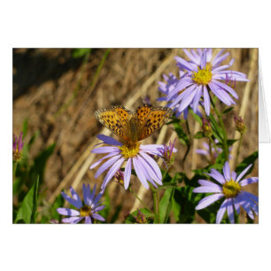 ムラサキヒナギクの花とヒダスペフリチラリーバタフライ