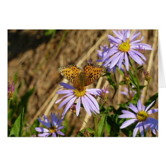 ムラサキヒナギクの花とヒダスペフリチラリーバタフライ (正面横)