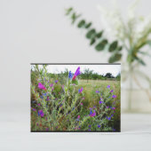 ムラサキヘビノボラズ,Echium Plant ポストカード (スタンド正面)