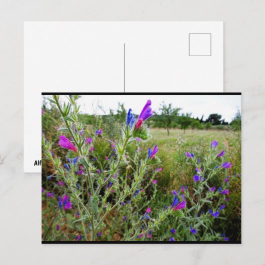 ムラサキヘビノボラズ,Echium Plant ポストカード (正面/裏面)