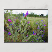 ムラサキヘビノボラズ,Echium Plant ポストカード (正面)