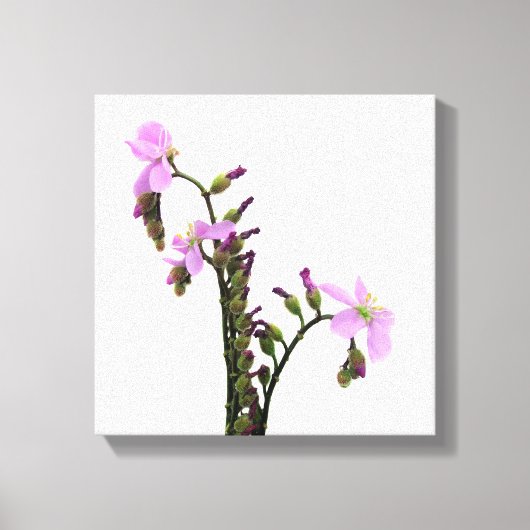ムラサキモウセンゴケの花 キャンバスプリント (正面)