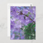 ムラサキモドキ ポストカード (正面/裏面)