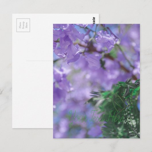 ムラサキモドキ ポストカード (正面/裏面)