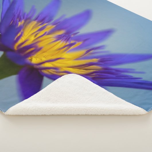 ムラサキユリ シェルパブランケット (3/4)