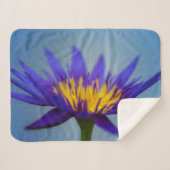 ムラサキユリ シェルパブランケット (正面(横))