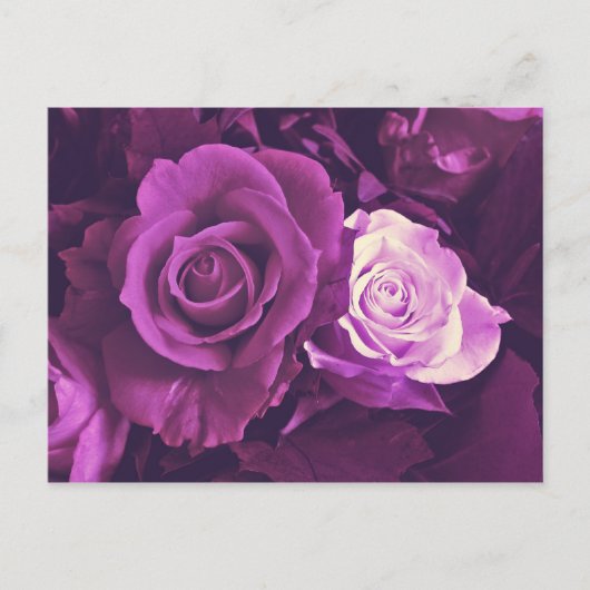 ムラサキ色のバラの花 開花 ポストカード (正面)