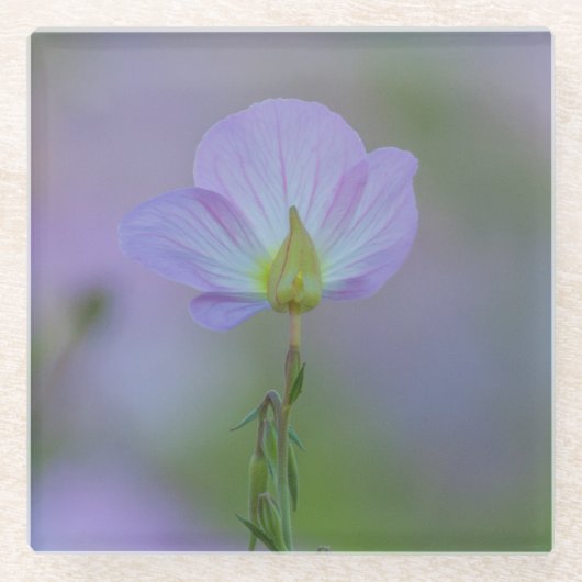 ムラサキ ガラスコースター (正面)