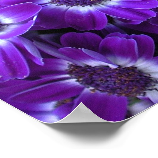 ムラサキ ポスター (角)