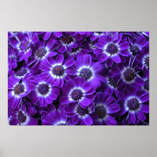 ムラサキ ポスター (正面)