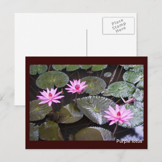 ムラサキ ポストカード (正面/裏面)