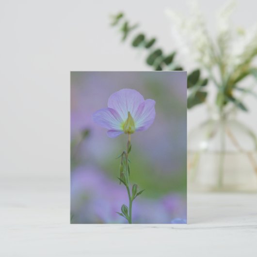 ムラサキ ポストカード (スタンド正面)