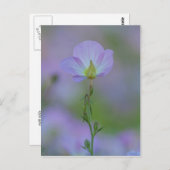 ムラサキ ポストカード (正面/裏面)