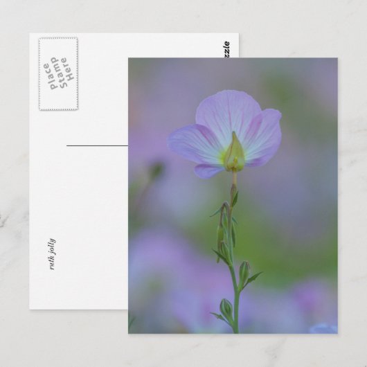 ムラサキ ポストカード (正面/裏面)