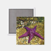 ムラサキ マグネット (正面/裏面)