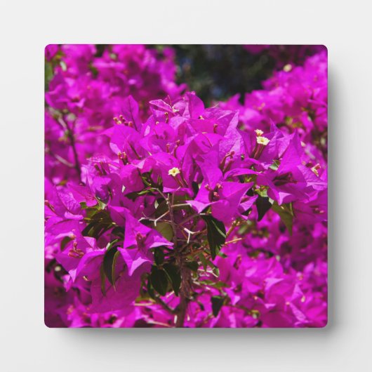 ムラサギクの花 フォトプラーク (正面)