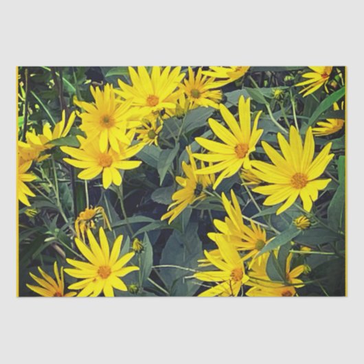 ムラサギク花 薄葉紙 (正面)