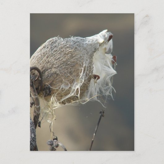 ムラサギ ポストカード (正面)