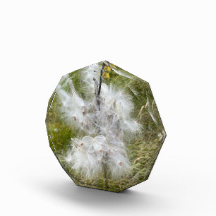 ムラサギ 蝶 フォトブロック