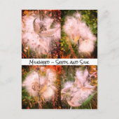 ムラサギ | Sangria ポストカード (正面)