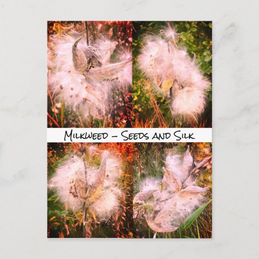 ムラサギ | Sangria ポストカード (正面)