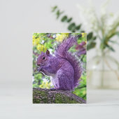 ムラサリス ポストカード (スタンド正面)