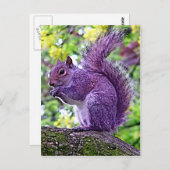 ムラサリス ポストカード (正面/裏面)