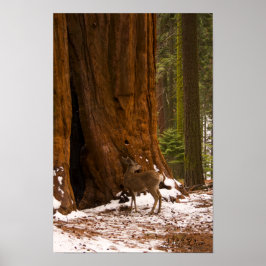 ムルディアポスター ポスター