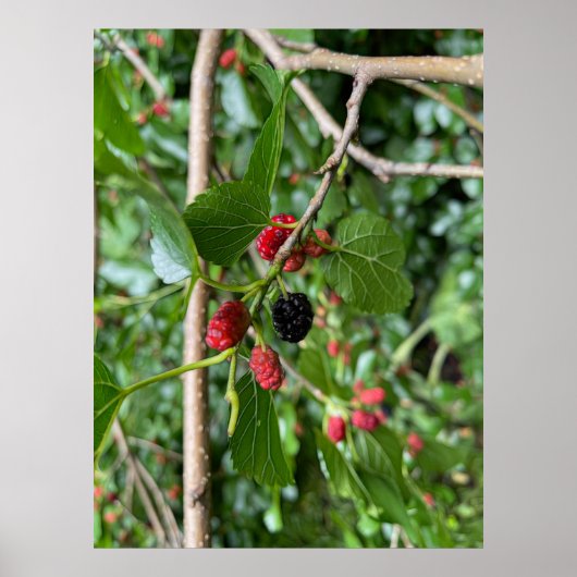 ムルベリーブランチ ポスター (正面)
