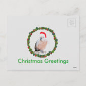 ムルーカンコカトゥーサンタ シーズンポストカード (裏面)