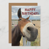 ムレおもしろい誕生日アニマルカー実在ド耳 シーズンカード (正面/裏面)