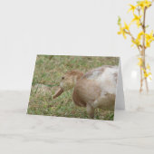 ムレダック カード (黄色い花)