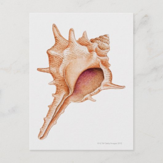 ムレックスイラストレーション ポストカード (正面)