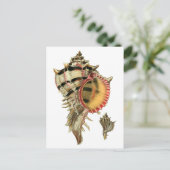 ムレックスシーシェルヴィンテージイラストレーション ポストカード (スタンド正面)