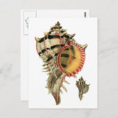 ムレックスシーシェルヴィンテージイラストレーション ポストカード (正面/裏面)