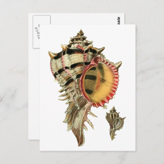 ムレックスシーシェルヴィンテージイラストレーション ポストカード (正面/裏面)