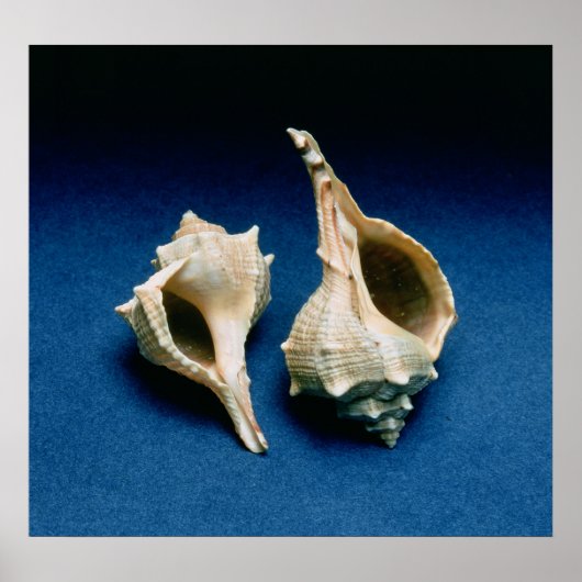 ムレックス殻 ポスター (正面)