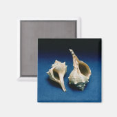 ムレックス殻 マグネット (正面/裏面)